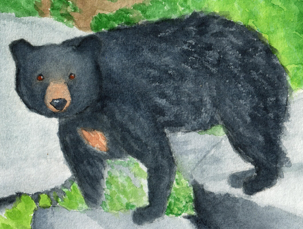 Black Bear | Ganderful