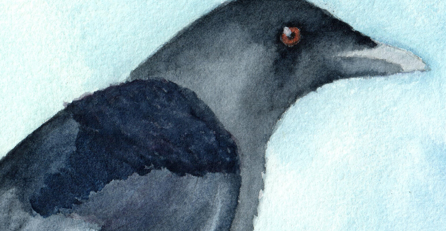 Black Crow | Ganderful