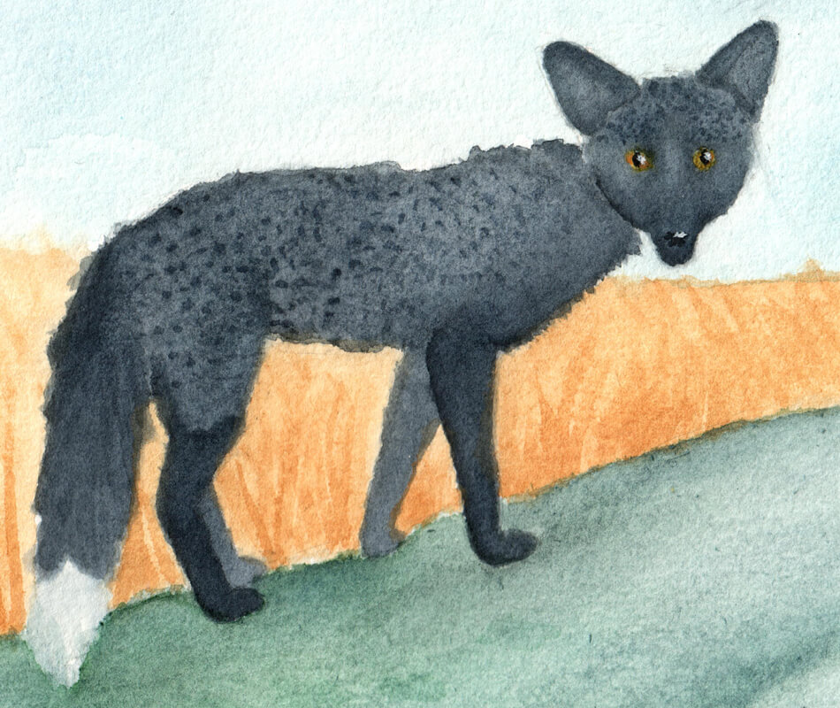 Black Fox | Ganderful
