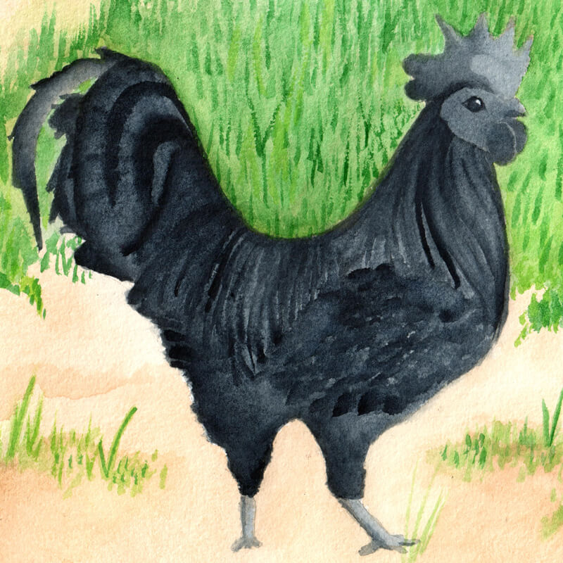Black Rooster | Ganderful