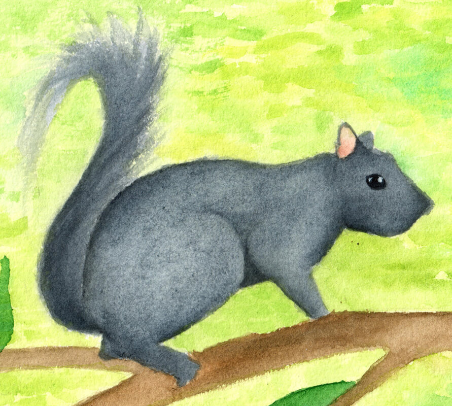 Black Squirrel | Ganderful